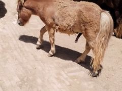 -鄂尔多斯野生动物园