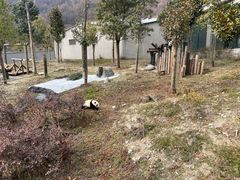 -卧龙中华大熊猫苑神树坪基地