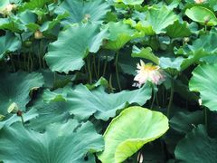 -荷塘月色湿地公园·向阳花洲