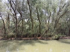 -大湾区中央湿地公园
