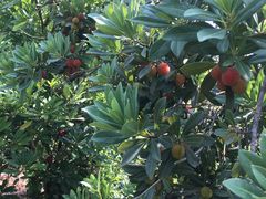 -西山樟坞健康果园枇杷杨梅采摘