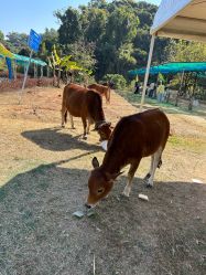 -阿菠萝小猪农场·萌宠乐园·亲子游·研学