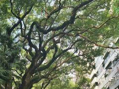 -九龙公园