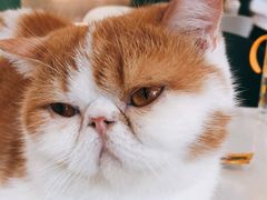 -飞行喵MR PILOT|猫舍·猫咖(静安大融城店)