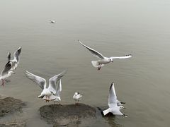 -深圳湾公园(南山区)