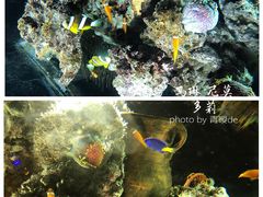 -华夏文旅海洋公园