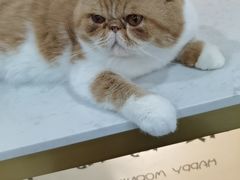 -糯米喵星人·撸猫猫舍咖啡馆(西市场嘉华店)