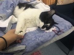 -瑞派长江宠物医院·猫科·外科·24小时夜护(谊城公寓分院)