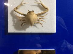 -上海昆虫博物馆