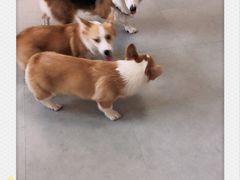 -汪说·狗咖(旺城大厦店)