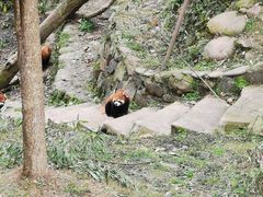 -都江堰中华大熊猫苑