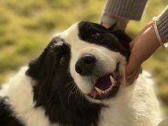 -趣玩宠物乐园寄养训犬训狗游泳池
