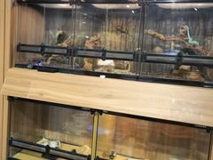 -酷以爬仙阁实体爬宠店·守宫·蜥蜴·专业繁育