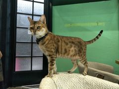 -猫色咖啡·猫咖
