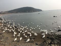 -烟墩角天鹅湖