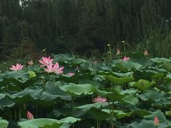 -皇家御河游(紫御湾码头)