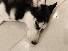 -共舞时光猫咖·狗咖(新街口店)