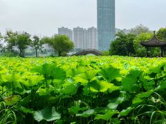 -高子水居