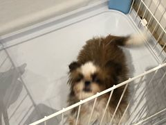 -momokira米努特·德文卷毛猫·棉花面纱犬