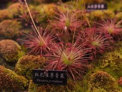 -中国科学院西双版纳热带植物园