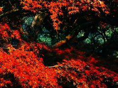-中国茶叶博物馆(双峰馆区)
