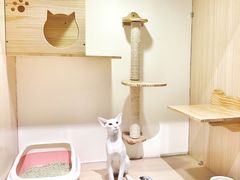 猫咪寄养房间-Double Rui宠物酒店