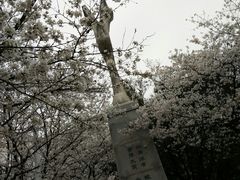 -武汉大学-樱园