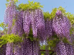 -嘉定紫藤园