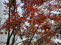 -陈记锅盖面(长江路店)