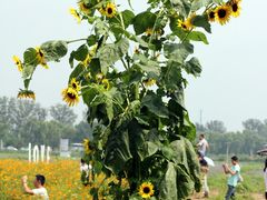 -北京东方普罗旺斯薰衣草庄园