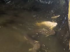-绿光森林餐厅