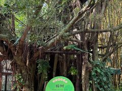 -海南热带野生动植物园