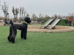 -爪吧宠物乐园·宠物泳池(温榆河示范区店)