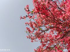 -木兰云雾山