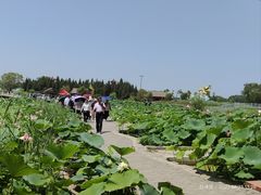 -白洋淀景区