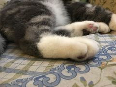 -猫色咖啡·猫咖
