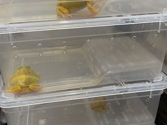 -酷以爬仙阁实体爬宠店·守宫·蜥蜴·专业繁育