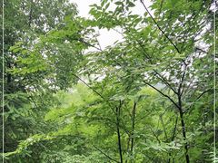 -潜山国家森林公园
