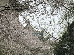 -武汉大学-樱园