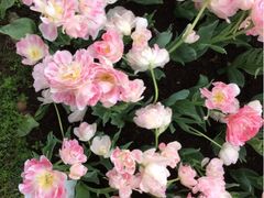 iphone_upload_pic-上海鲜花港