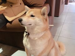 -柴务处·柴犬主题狗咖