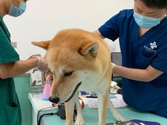 -欧奕国际动物医院