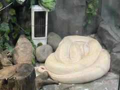 -西双版纳原始森林公园