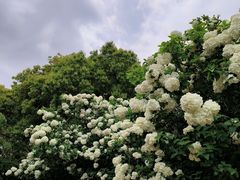 -上海滨江森林公园