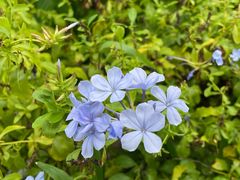 -莲花山公园