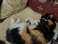 -纳吉亚猫专科动物诊疗中心(蒋宅口分院)