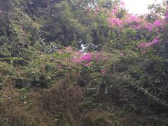 -三亚亚龙湾雅高铂尔曼别墅度假酒店