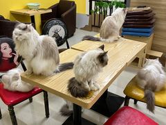 -猫咪咖啡店(新城大街店)