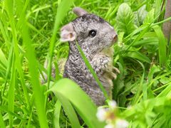 -青石桥花鸟鱼虫市场(叠翠城店)