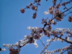 -春风习习